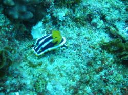 'Its a Nudi' Photo taken with Canon Powershot S200.Natura... by Michelle Winstanley 